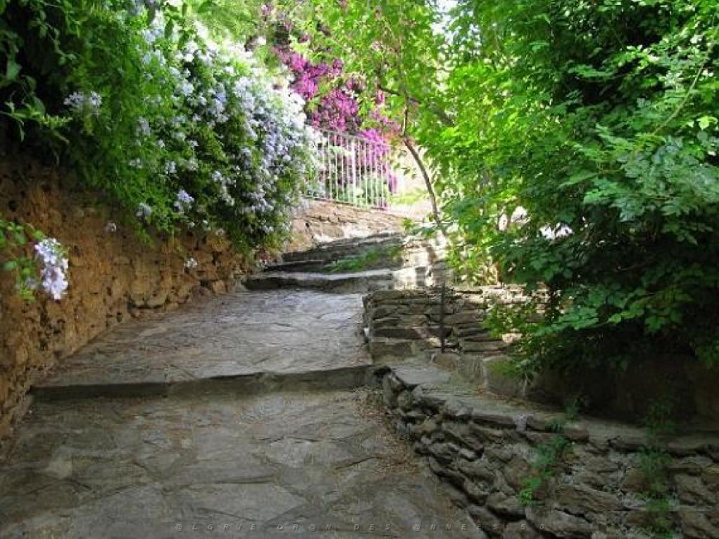 183 D23 BORMES LES MIMOSAS 1_000016.jpg